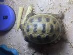Horsfield : Male approx 15 years old (Eric)